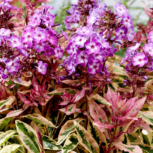 Phlox 'Olympus'