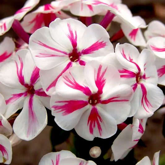 Phlox Paniculata 'Twister'