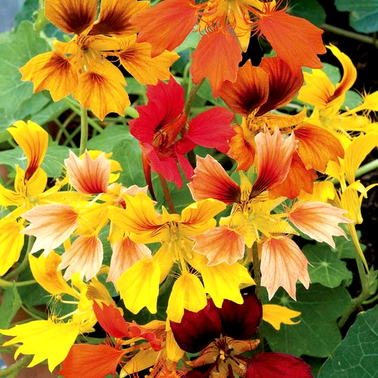 Phoenix Nasturtium Seeds