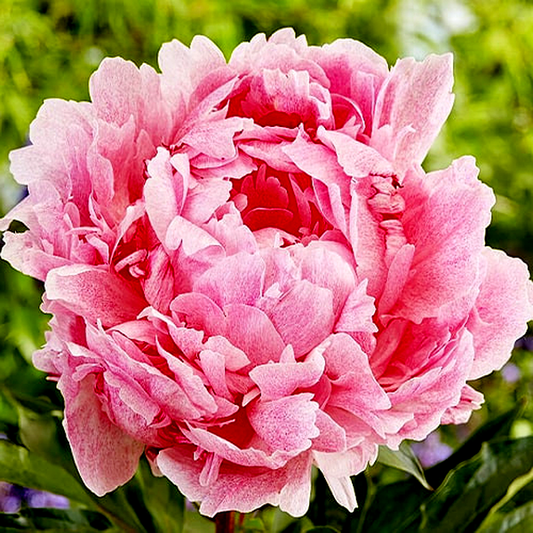 Pietertje Vriend Wagenaar