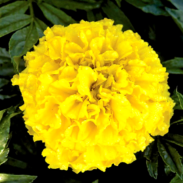 Pineapple Crush Detailed Marigold Seeds