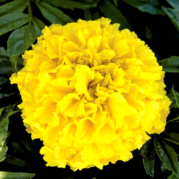 Pineapple Crush Marigold Seeds