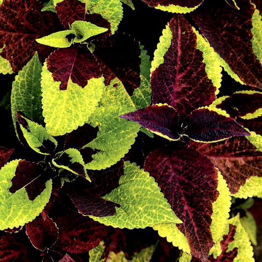 Pineapple Surprise Premium Sun Coleus Seeds