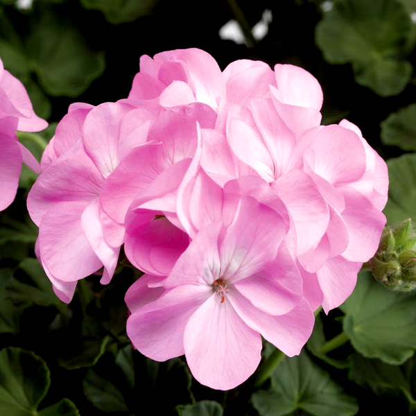 Pinto™ Premium Lavender Geranium Seeds