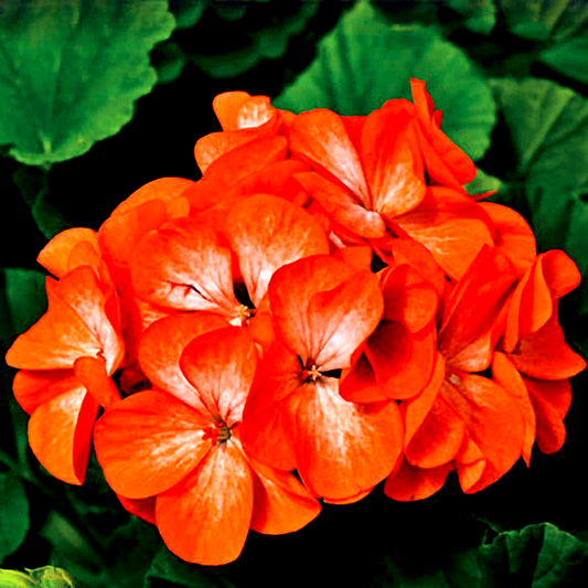 Pinto™ Premium Orange Geranium Seeds