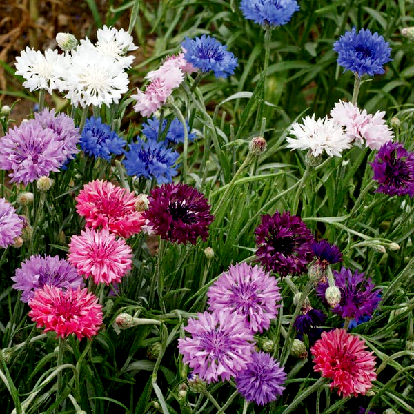 Polka Dot Mix' Dwarf Cornflower Seeds