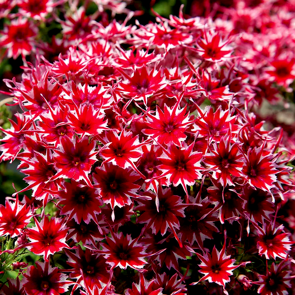 Popstars™ Red Phlox Seeds
