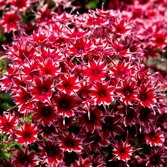 Popstars™ Red Phlox Seeds