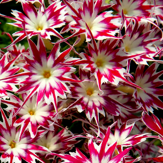 Popstars™ Rose With Eye Phlox Seeds