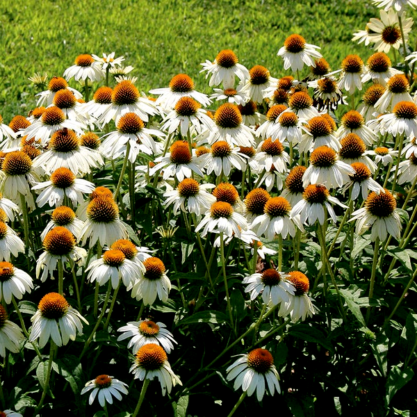 PowWow® White Coneflower Seeds
