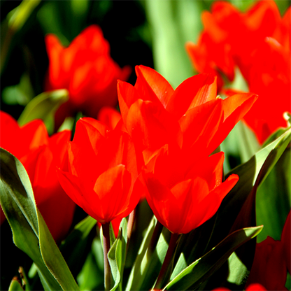 Praestans Zwanenburg