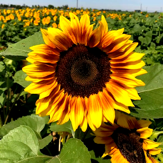 ProCut® Bi-Colour Sunflower Seeds