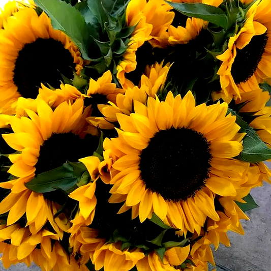 ProCut® Horizon Sunflower Seeds