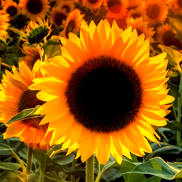 ProCut® Orange Hybrid F1 Sunflower Seeds