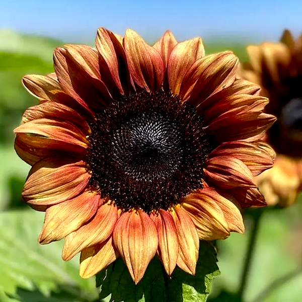 ProCut® Plum Sunflower Seeds