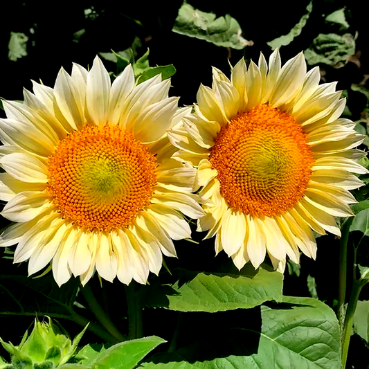 ProCut® White Lite Sunflower Seeds