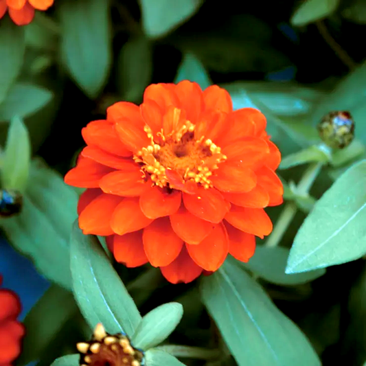 Profusion Double Fire Zinnia Seeds
