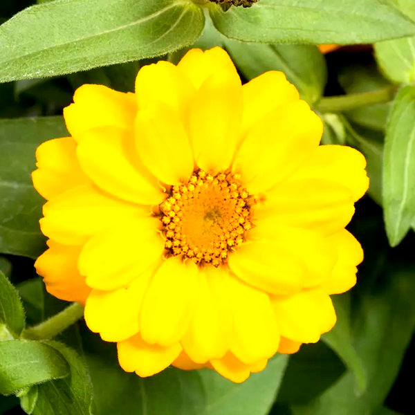 Profusion Double Golden Zinnia Seeds