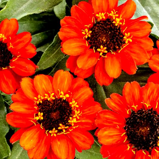 Profusion Fire Zinnia Seeds