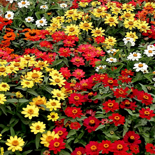 Profusion Full Mix Zinnia Seeds