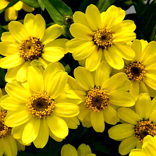 Profusion Lemon Zinnia Seeds