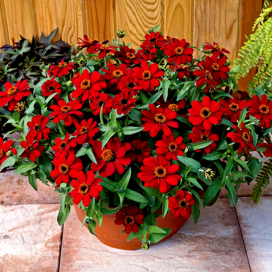 Profusion Red Zinnia Seeds