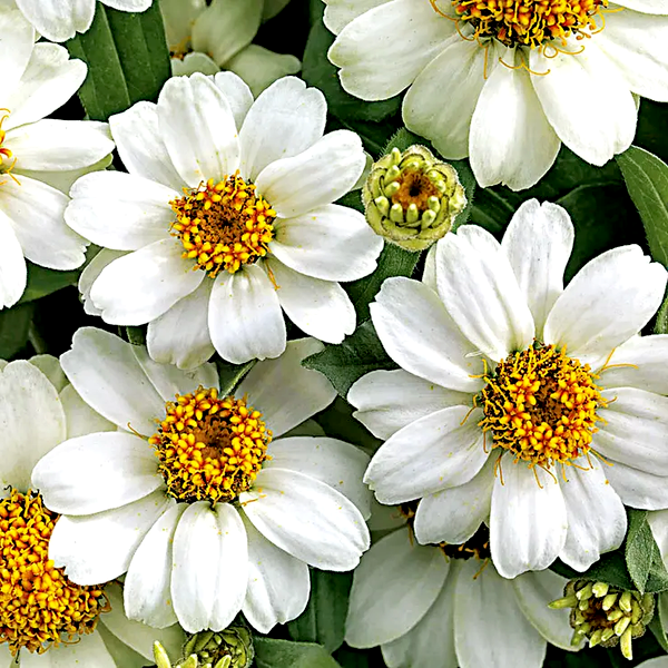 Profusion White Zinnia Seeds