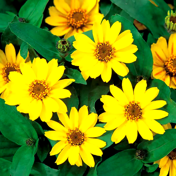 Profusion Yellow Zinnia Seeds