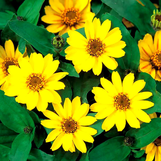 Profusion Yellow Zinnia Seeds