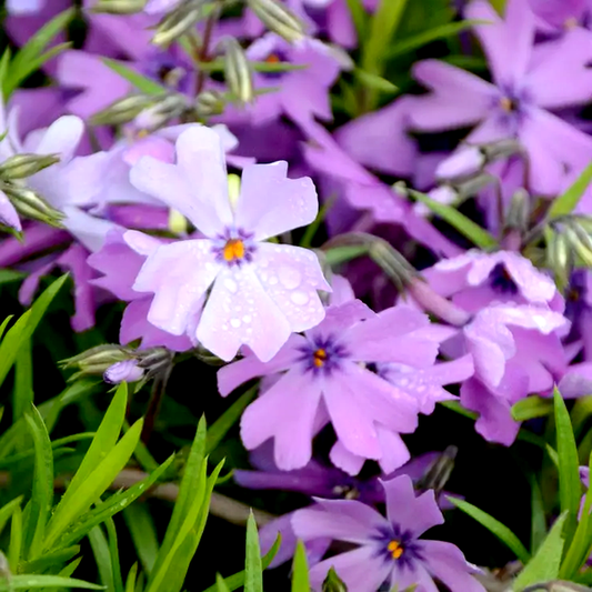 Purple Beauty Phlox