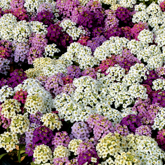 Purple Shades Sweet Alyssum Seeds