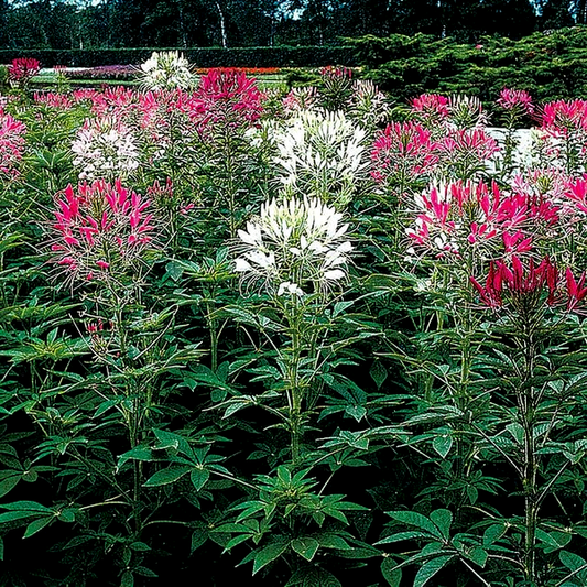 Queen Mix Spider Flower Seeds