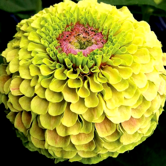 Queeny Lime with Blotch Zinnia Seeds