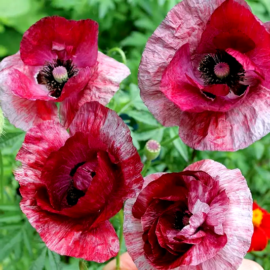 Raspberry Ripple Poppy Seeds