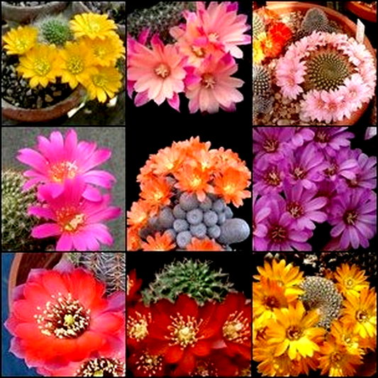 Rebutia Mixed Species