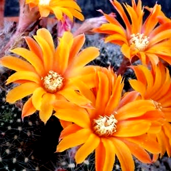 Rebutia fiebrigii