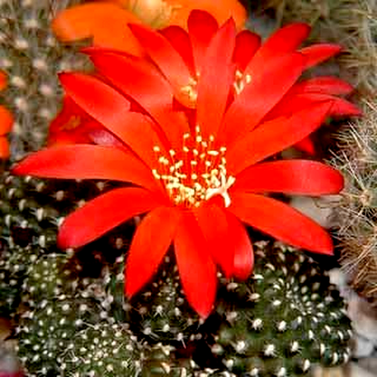 Rebutia minuscula var. grandiflora