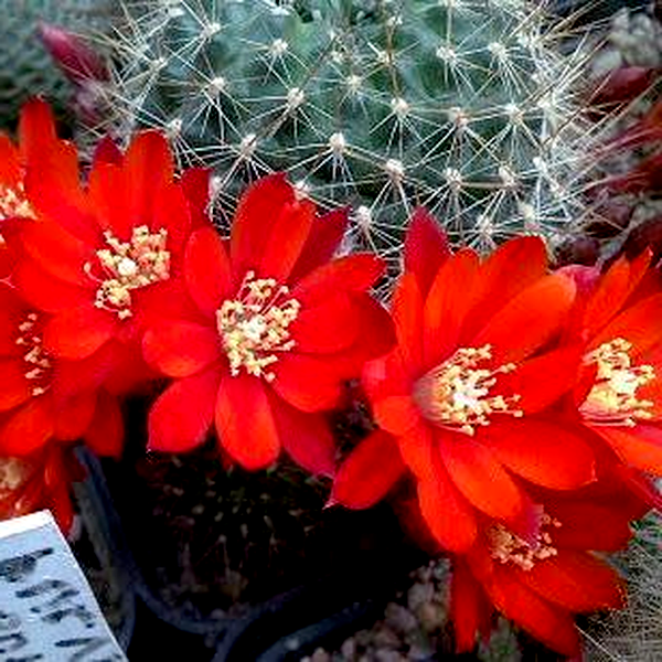 Rebutia pseudodeminuta