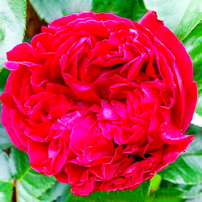 Red Eden Rose
