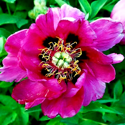 Red Ocean Silver Wave