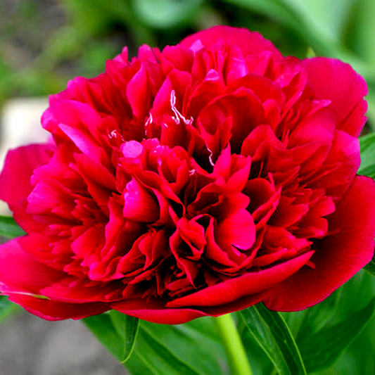 Red Sarah Bernhardt