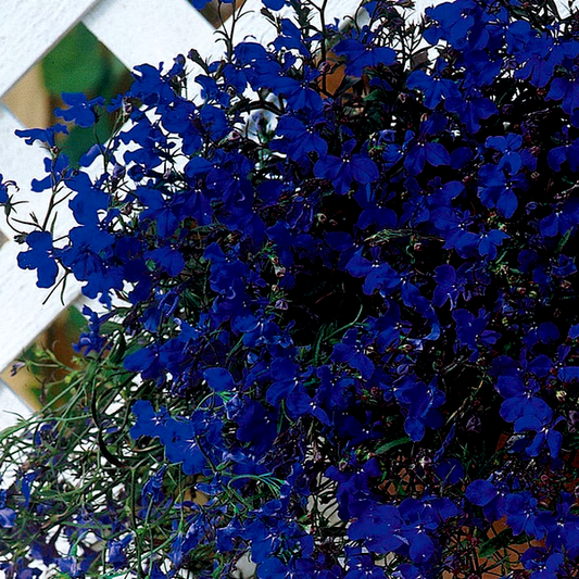 Regatta Midnight Blue Lobelia Seeds