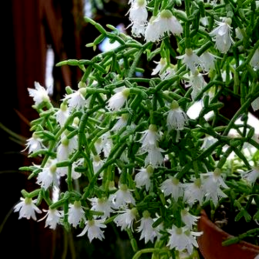 Rhipsalis cereuscula