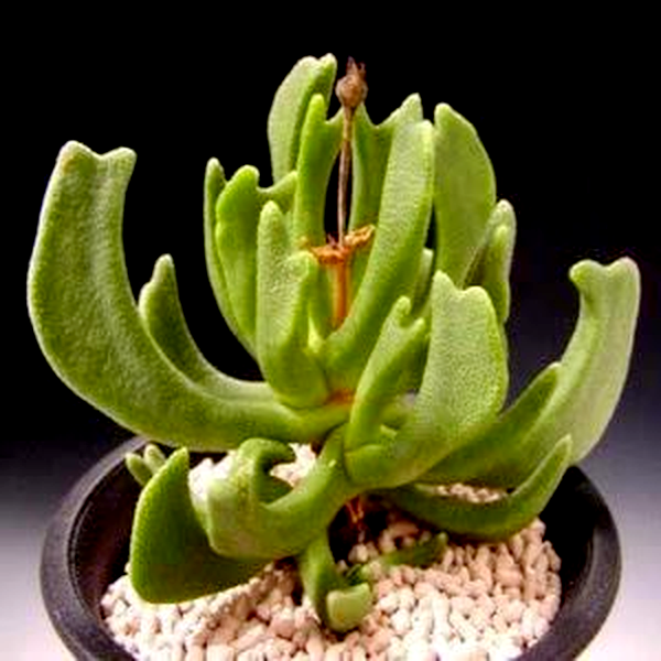 Rhombophyllum dolabriforme