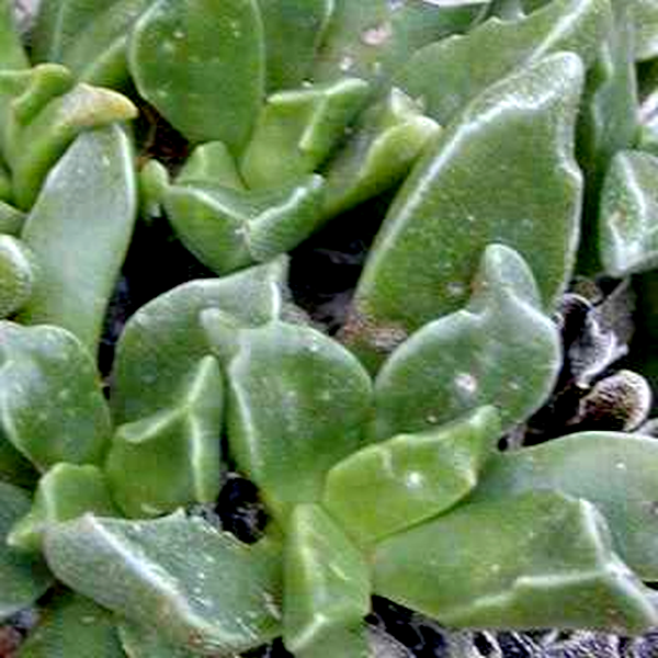 Rhombophyllum rhomboideum