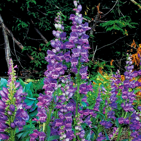 Rocky Mountain Penstemon Seeds