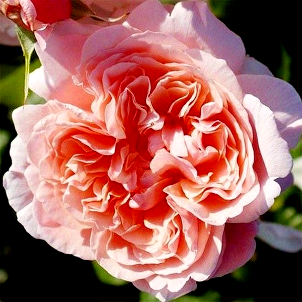 Rose de Tolbiac