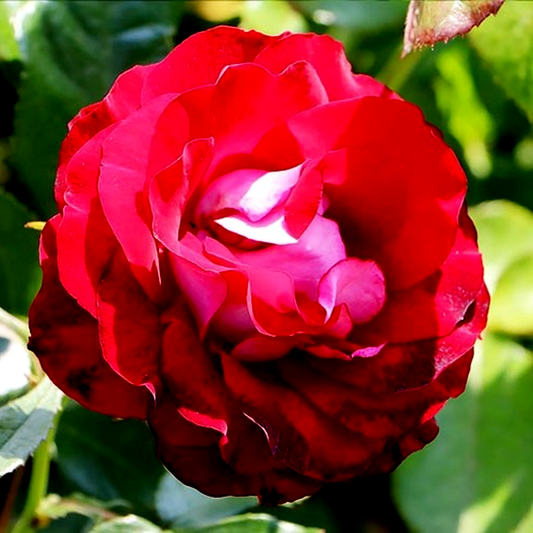 Rose der Einheit