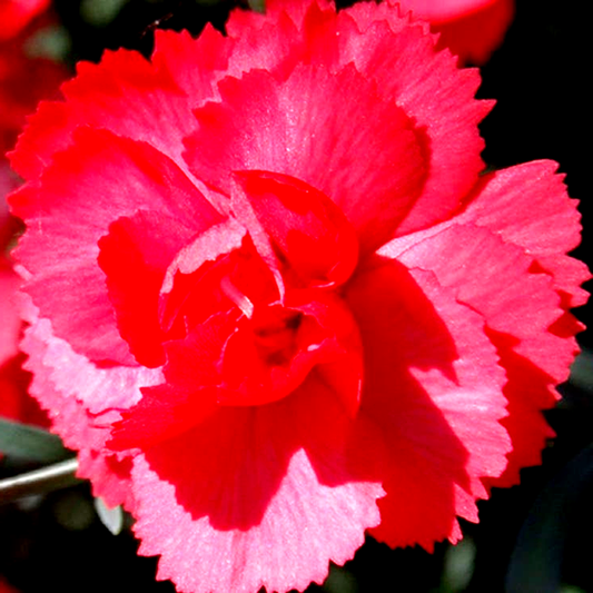 Rosebud Dianthus