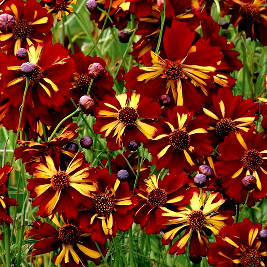 Roulette Coreopsis Seeds